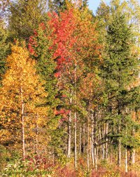 Schweden Herbst
