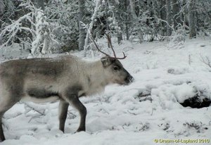 Schweden Winter