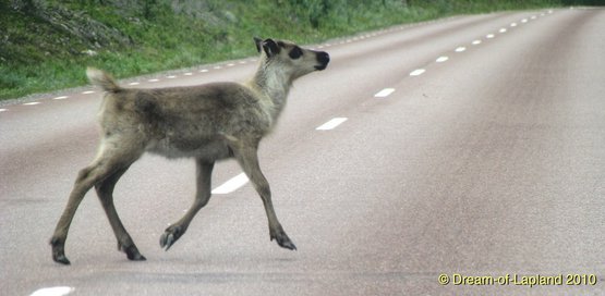 Rentierkalb Lappland