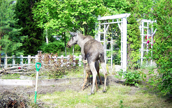 Elch im Garten