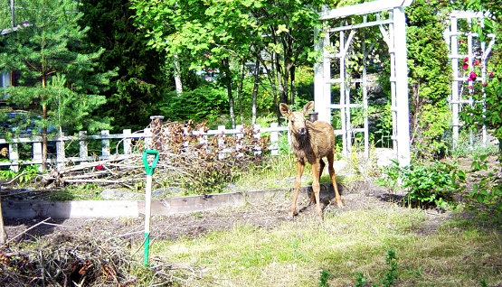 Elch im Garten