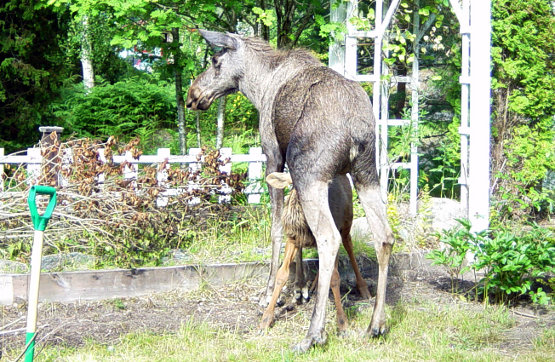 Elch im Garten