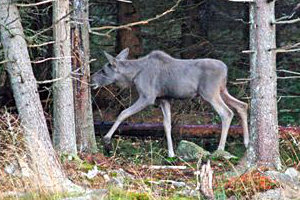 Der weisse Elch von Grönåsen