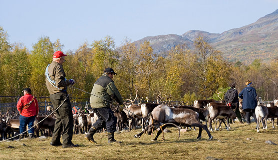 Bullenschlachtung (Sarvslakt)