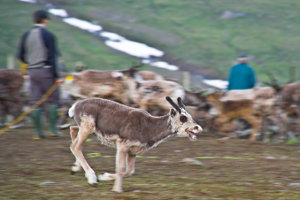 Rentierkalb