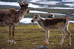 Rentierkalb