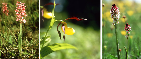 Orchideen