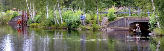 Stromangeln im Alsterån
