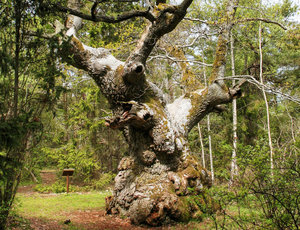 Eiche im Trollskogen