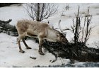 8. Tag - Tännforsen - Ramvik image