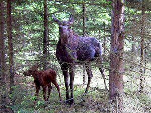 Småland Urlaub