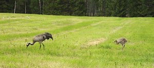 Småland Urlaub